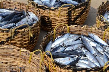 Vizhinjam, Fish Market,_DSC_9029_H600